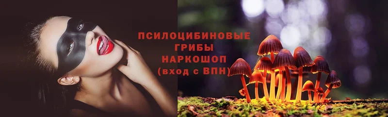 Галлюциногенные грибы Psilocybe  Красновишерск 